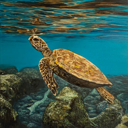 ‘Honu’
